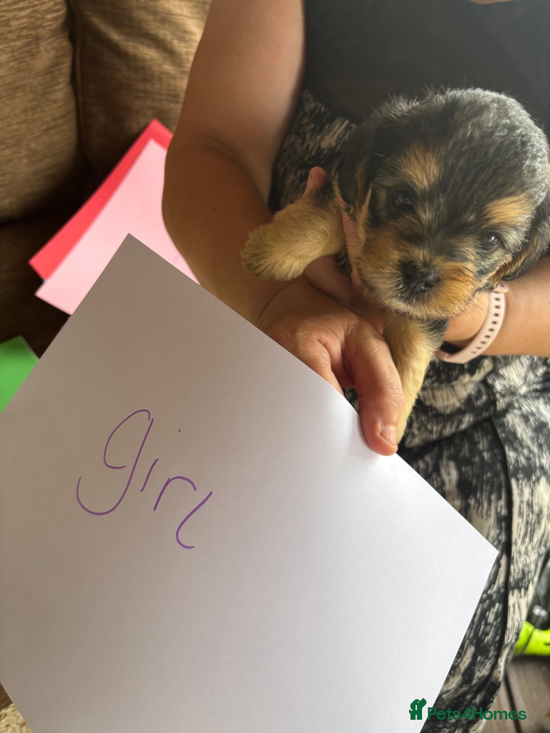 Mixed Breed dogs for sale: Norfolk terrier cross by toy poodle - Image 15
