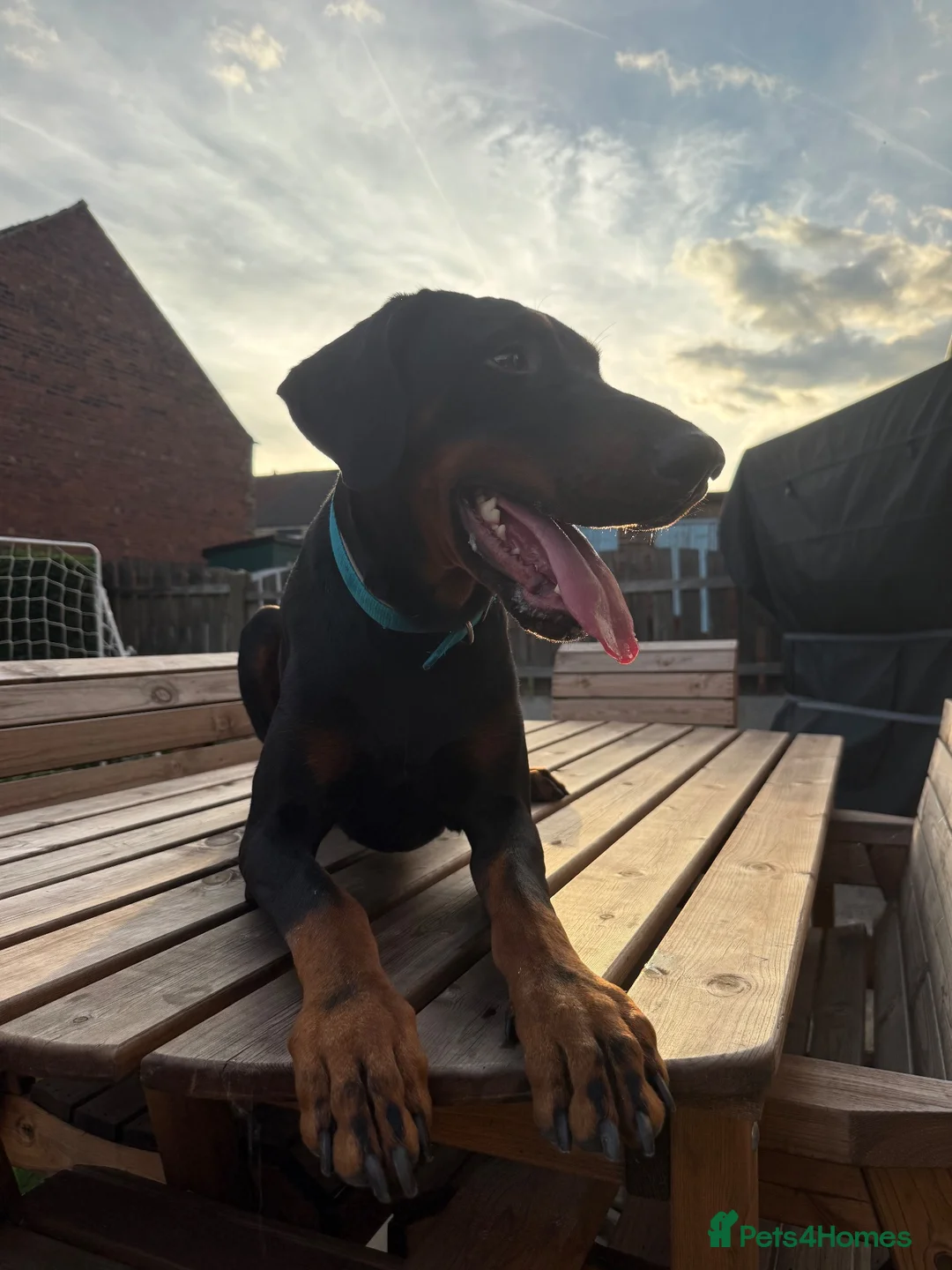 Dobermann dogs for stud: 🐾 Doberman Stud Available – First-Time Stud - Advert 12
