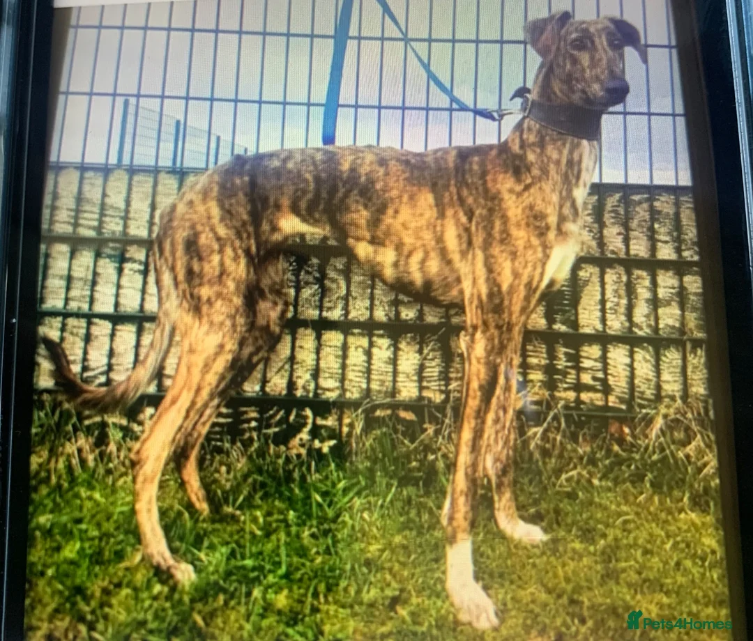Lurcher dogs for sale: First cross saluki greyhounds  - Advert 32