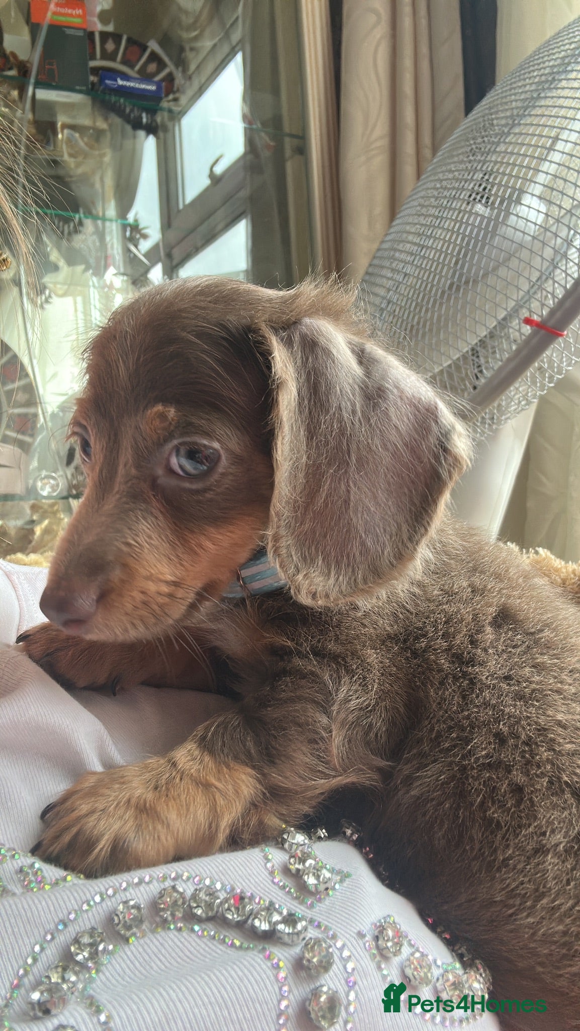 Miniature Dachshund dogs £650KC REGISTERED PUPPY pet price  - Advert 10