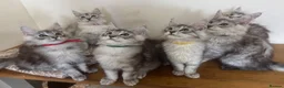Maine Coon cats for sale: Exceptional Pedigree Maine Coon kittens available  in Worcester - Advert 14
