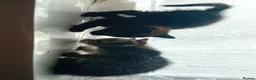 Mixed Breed cats for sale: 3 lively kittens looking a new home - Advert 19