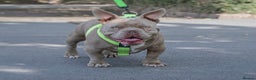 American Bully dogs for sale:  GORGE MICRO NANO GIRL AVAILABLE - Advert 4