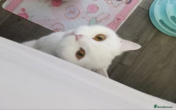 British Shorthair cats for sale: British Shorthair - Image 1