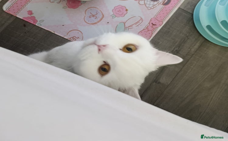 British Shorthair cats - Advert 4
