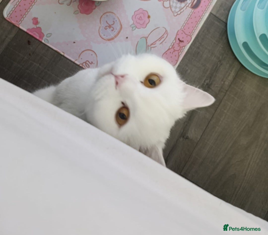British Shorthair cats for sale: British Shorthair - Image 1