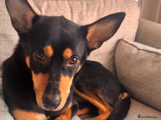 Australian Kelpie dogs Australian Kelpie - Advert 7