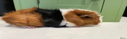 Guinea Pig rodents for sale: Beautiful Male Abyssinian Guinea Pig - Advert 4