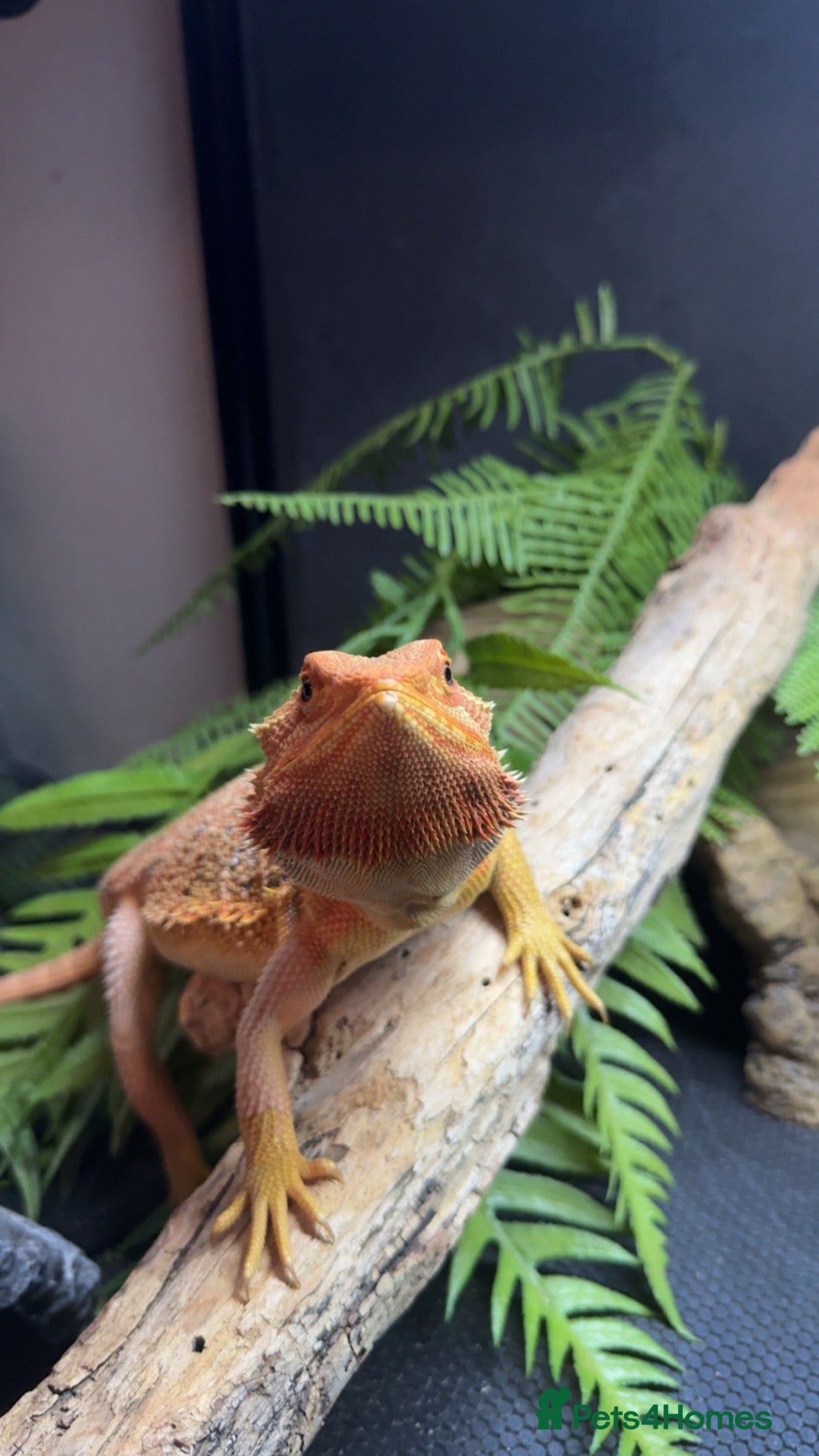Bearded Dragon reptiles for sale: MaleBearded dragon 1year old  - Advert 4