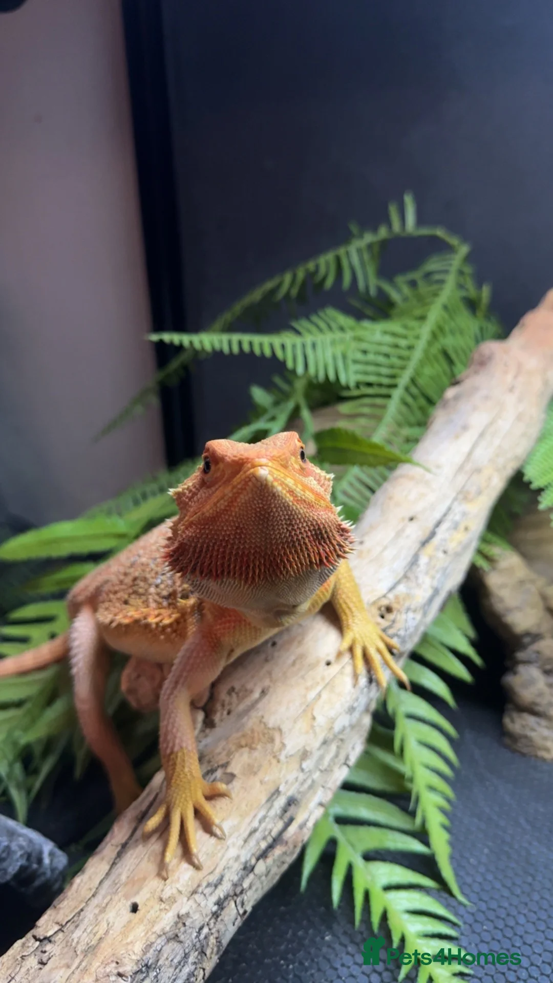 Bearded Dragon reptiles for sale: MaleBearded dragon 1year old  - Advert 1