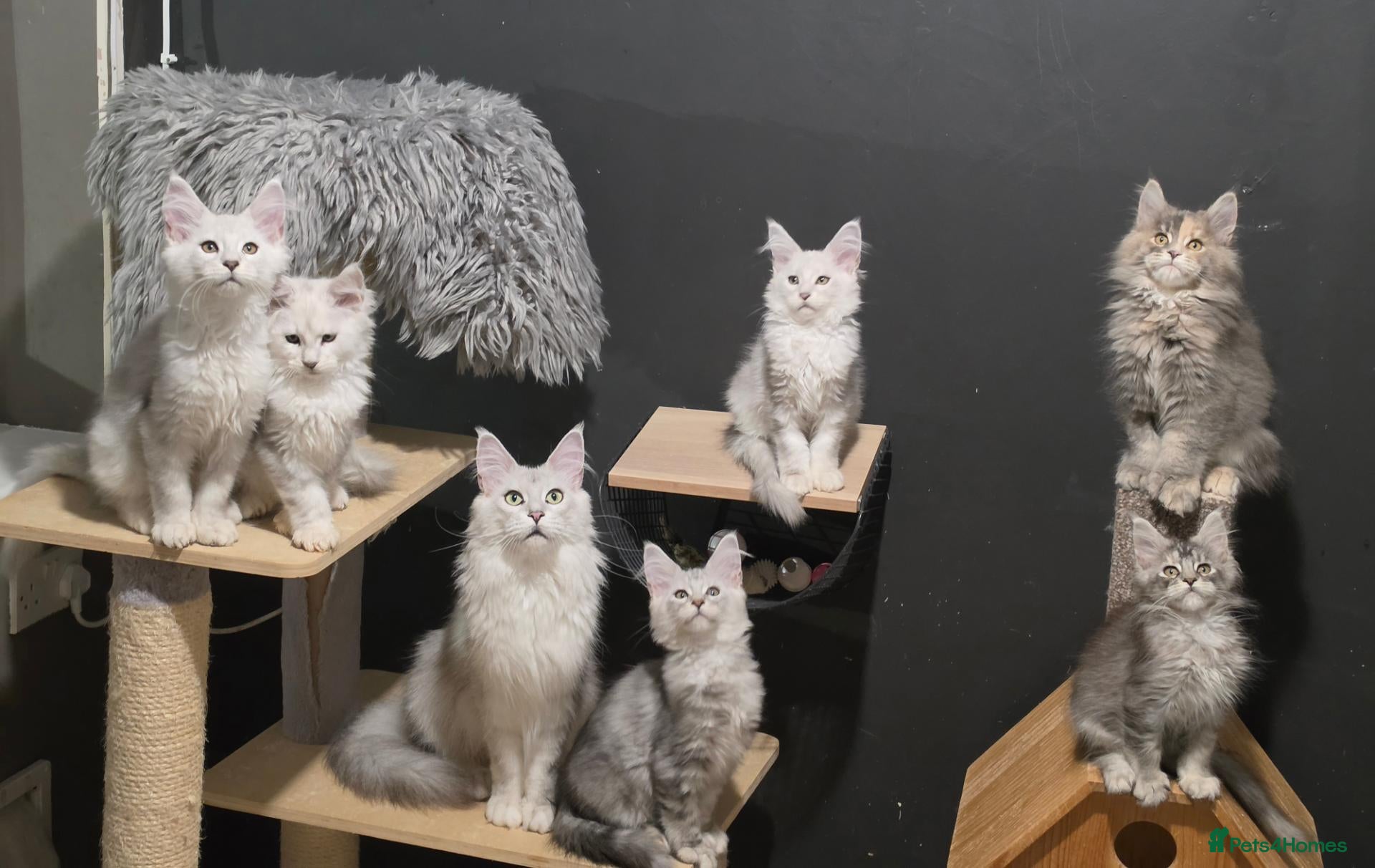 Maine Coon cats Polydactyls and no poly babies  - Advert 1