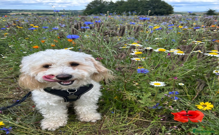 Cavapoo dogs - Advert 6
