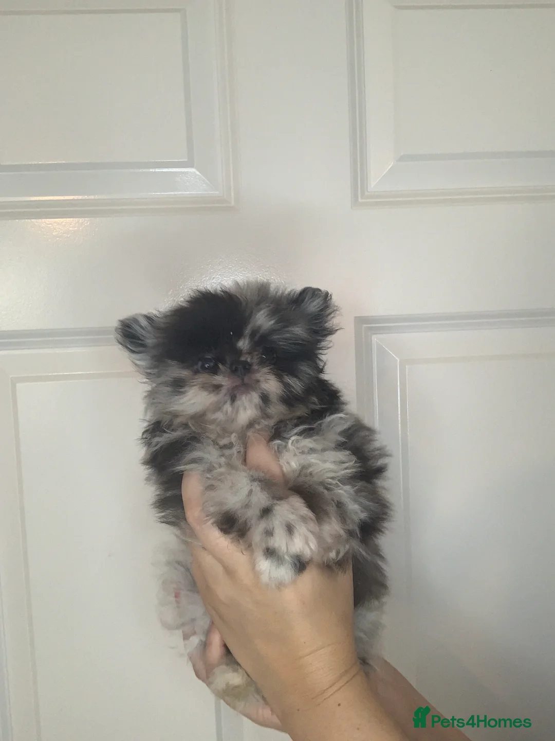 Pomeranian dogs for sale: EXQUISITE POMERANIAN PUPPIES (READY TO LEAVE) - Advert 8