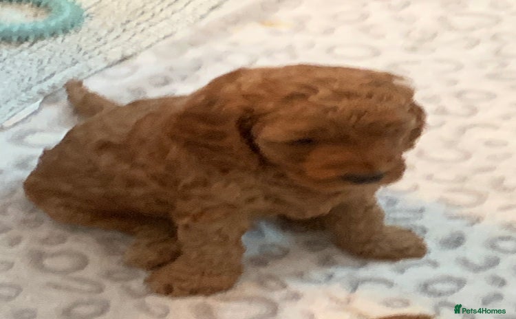 Cockapoo dogs - Advert 7