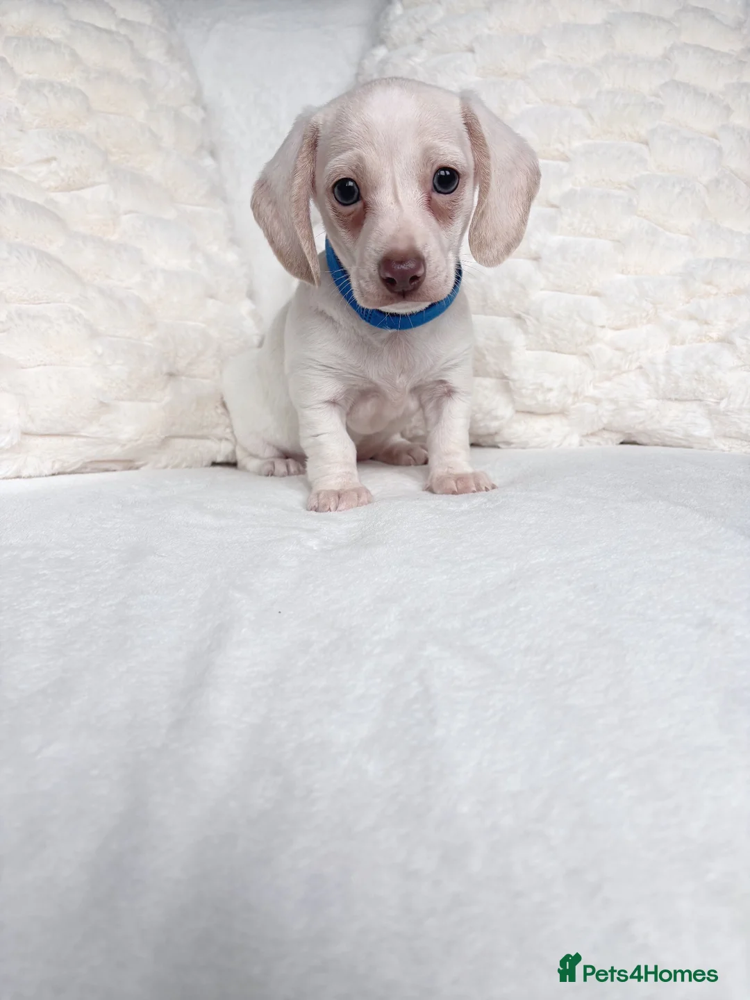 Miniature Dachshund dogs for sale: Cream miniature dachshund puppies - Advert 1