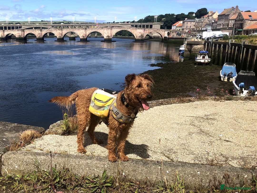 Irish Terrier dogs for sale: Irish Terrier pups expected early December  - Image 8
