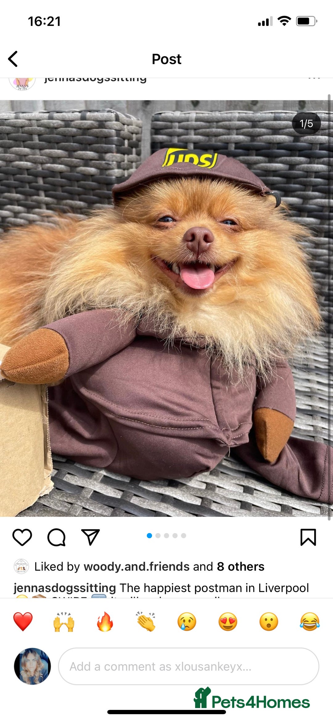 Pomeranian dogs for stud: Cobee (PROVEN)  ( STUD ONLY ) (PRODUCING MERLES)   in Liverpool - Advert 13