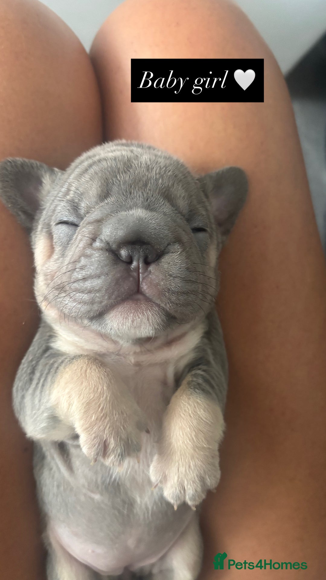 French Bulldog dogs for sale: French bulldog babies  - Image 31