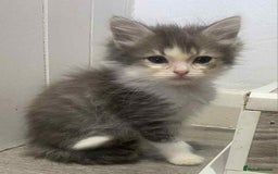 Ragdoll cats for sale: Ragdoll X  - Image 2