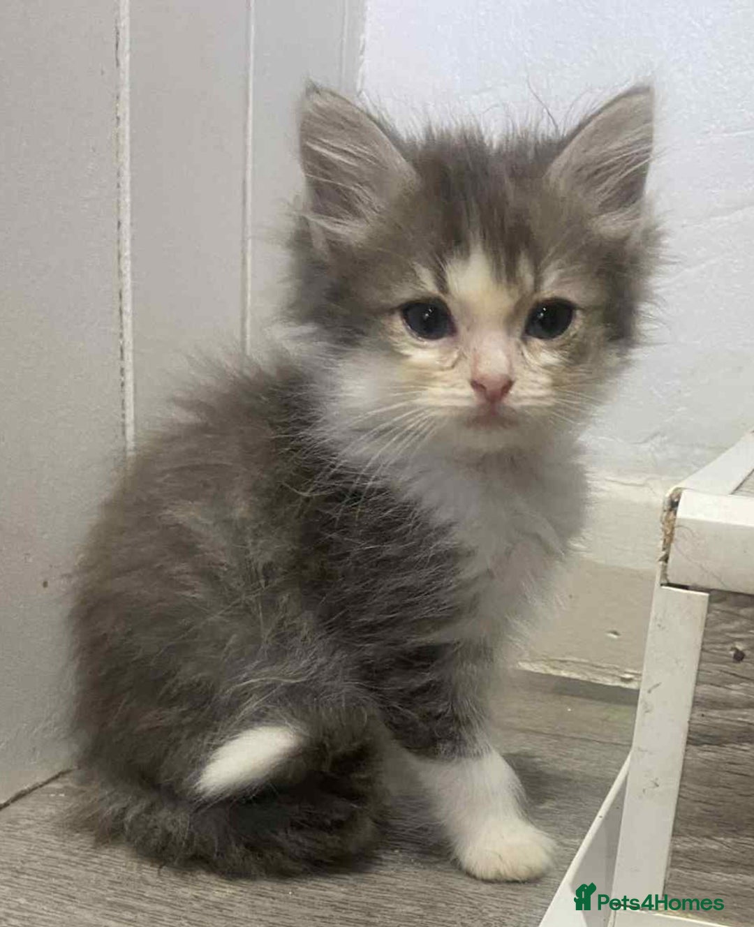 Ragdoll cats for sale: Ragdoll X  - Image 2