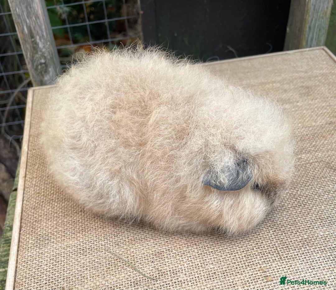 Guinea Pig rodents for sale: Swiss baby sow - Image 3