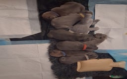 French Bulldog dogs for sale: French bulldogs - Image 2