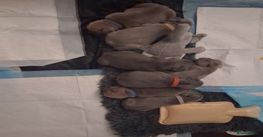 French Bulldog dogs - Advert 16