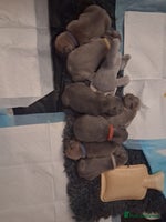 French Bulldog dogs - Advert 16