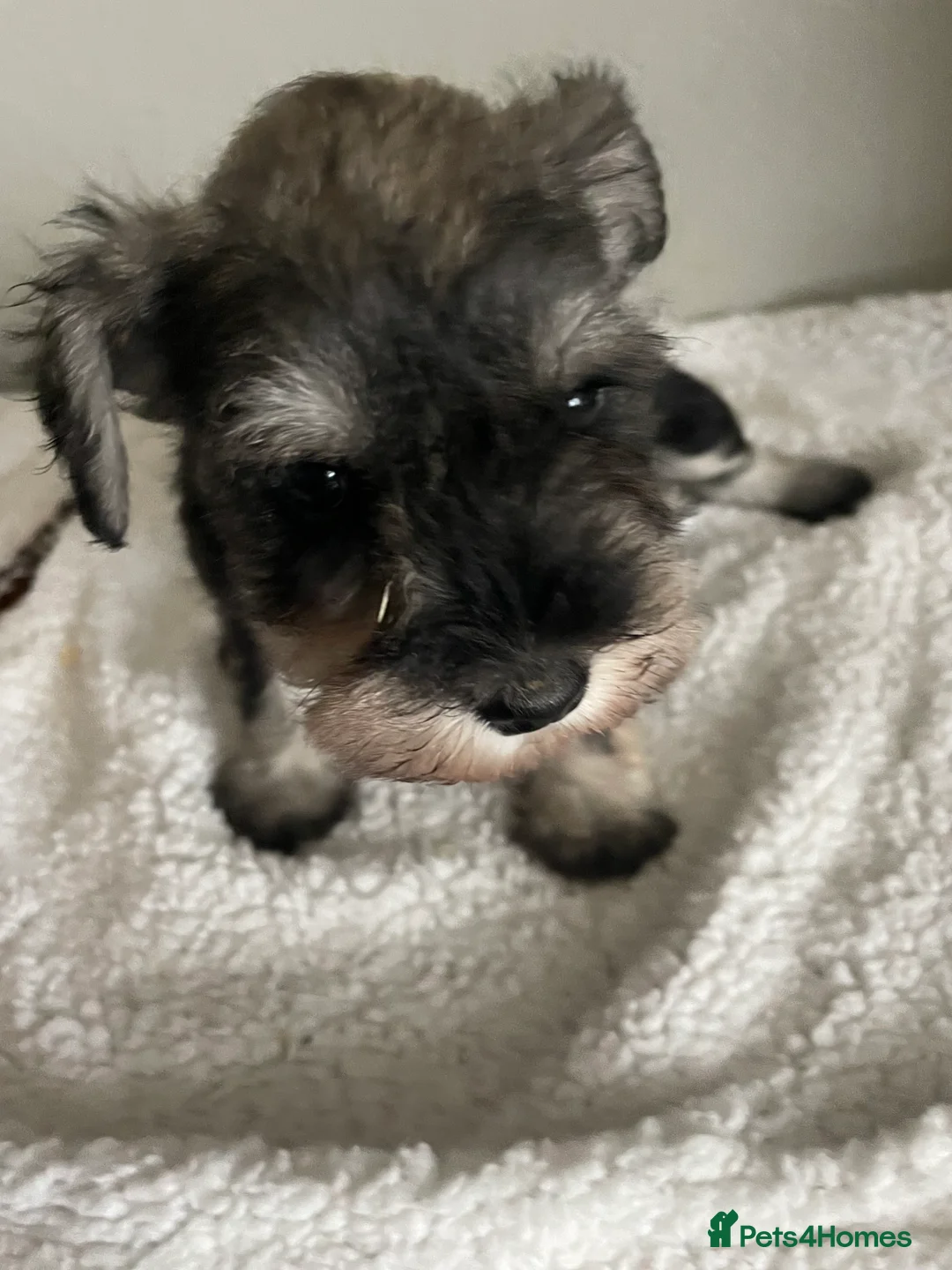 Miniature Schnauzer dogs for sale: Miniature schnauzer  - Advert 4