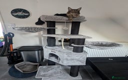 Maine Coon cats for sale: 3 gorgeous healthy full breed Maine coon kittens - Image 15