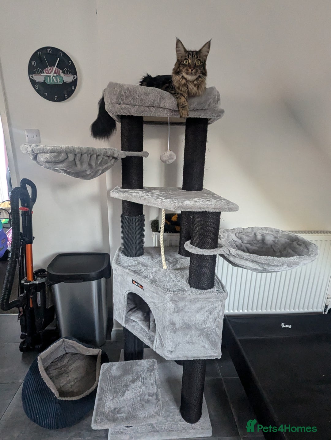 Maine Coon cats for sale: 3 gorgeous healthy full breed Maine coon kittens - Image 15