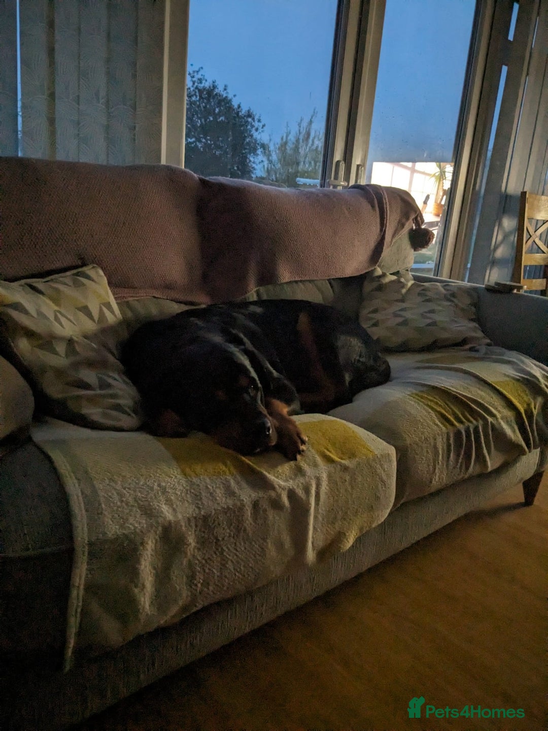 Rottweiler dogs for sale: Female rotweiller  - Image 5