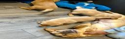 Labrador Retriever dogs for sale: Litter of golden retriever puppies READY TO LEAVE in Bradford - Advert 2