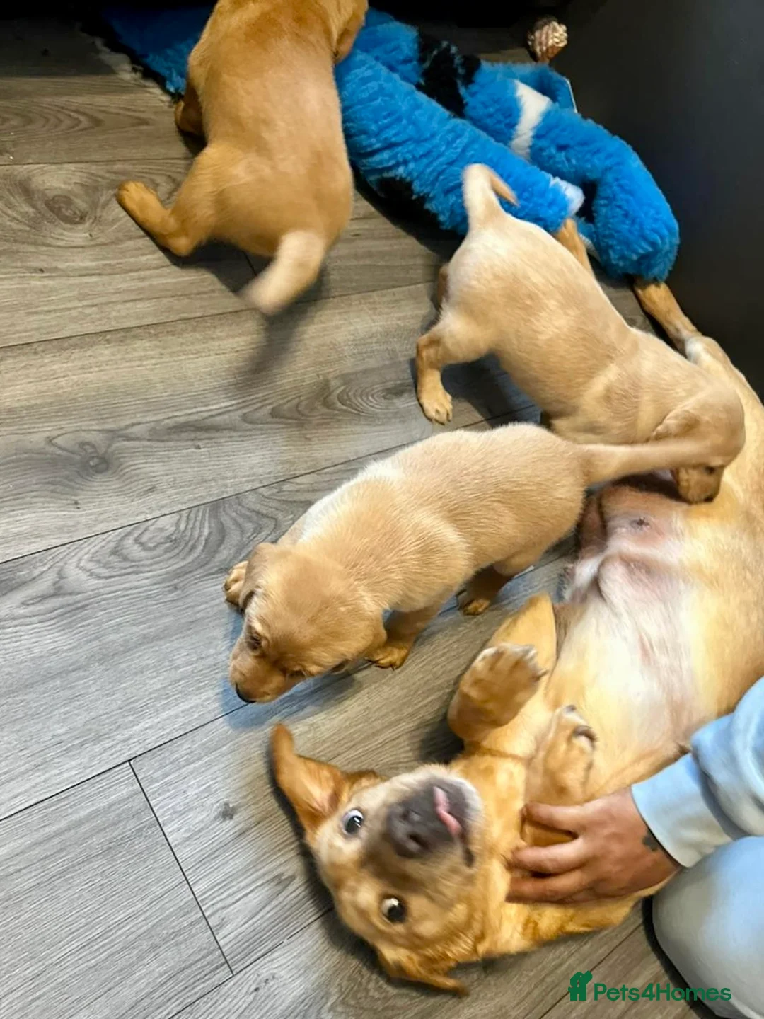 Labrador Retriever dogs for sale: Litter of golden retriever puppies READY TO LEAVE in Bradford - Advert 2
