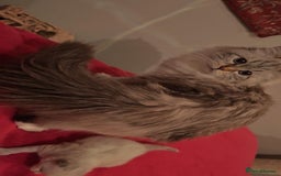 Siberian cats for sale: GCCF TICA 5 generations - Image 10