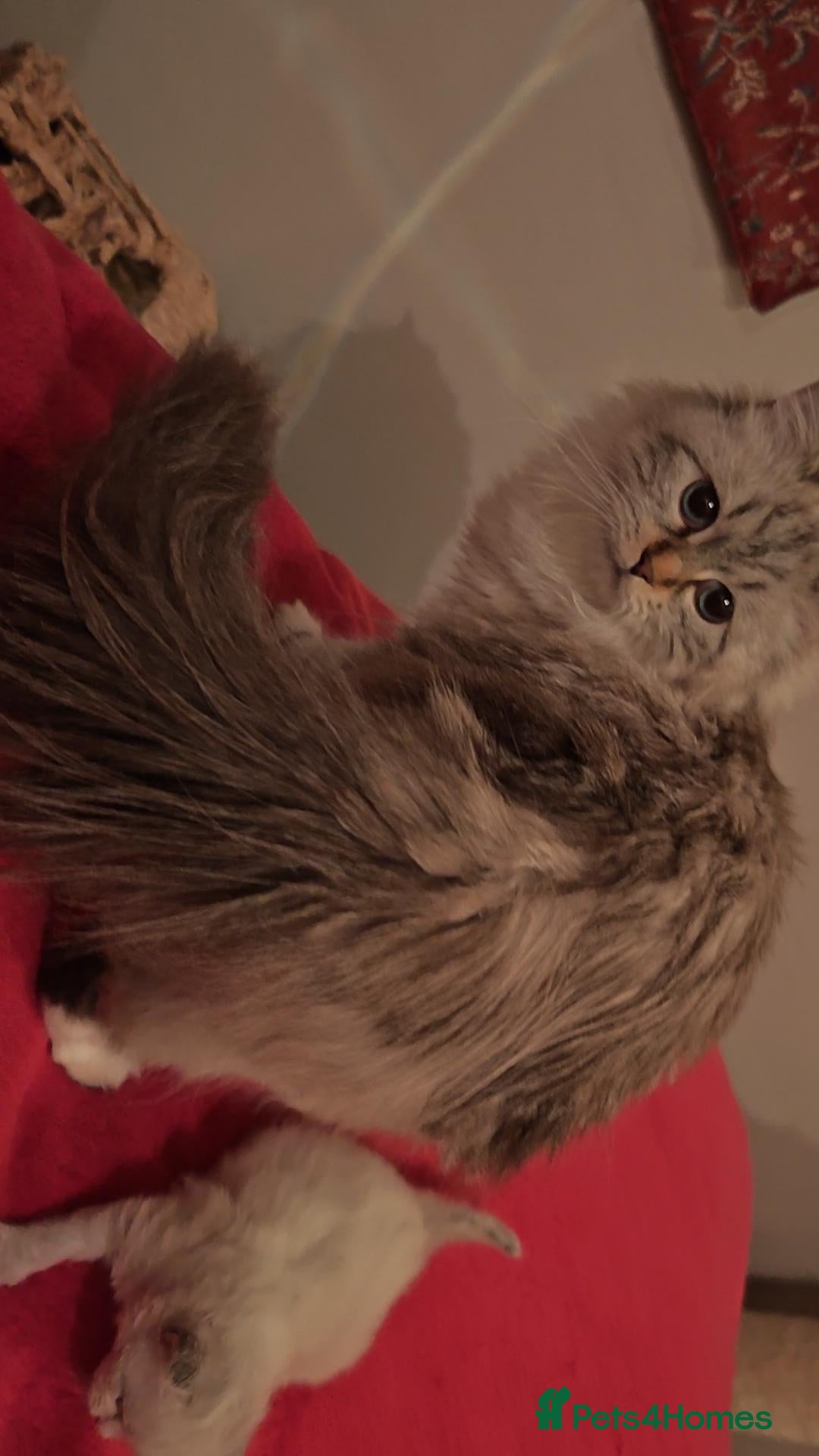 Siberian cats for sale: GCCF TICA 5 generations - Image 10