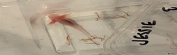 Axolotl reptiles for sale: 12 Axolotls ready to go 3 months old  - Advert 15
