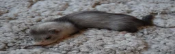 Ferret rodents for sale: Beautiful Kits  in Peterlee - Advert 12