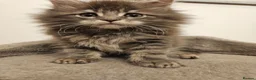 Maine Coon cats for sale: XL Russian main coons in Manchester - Advert 7