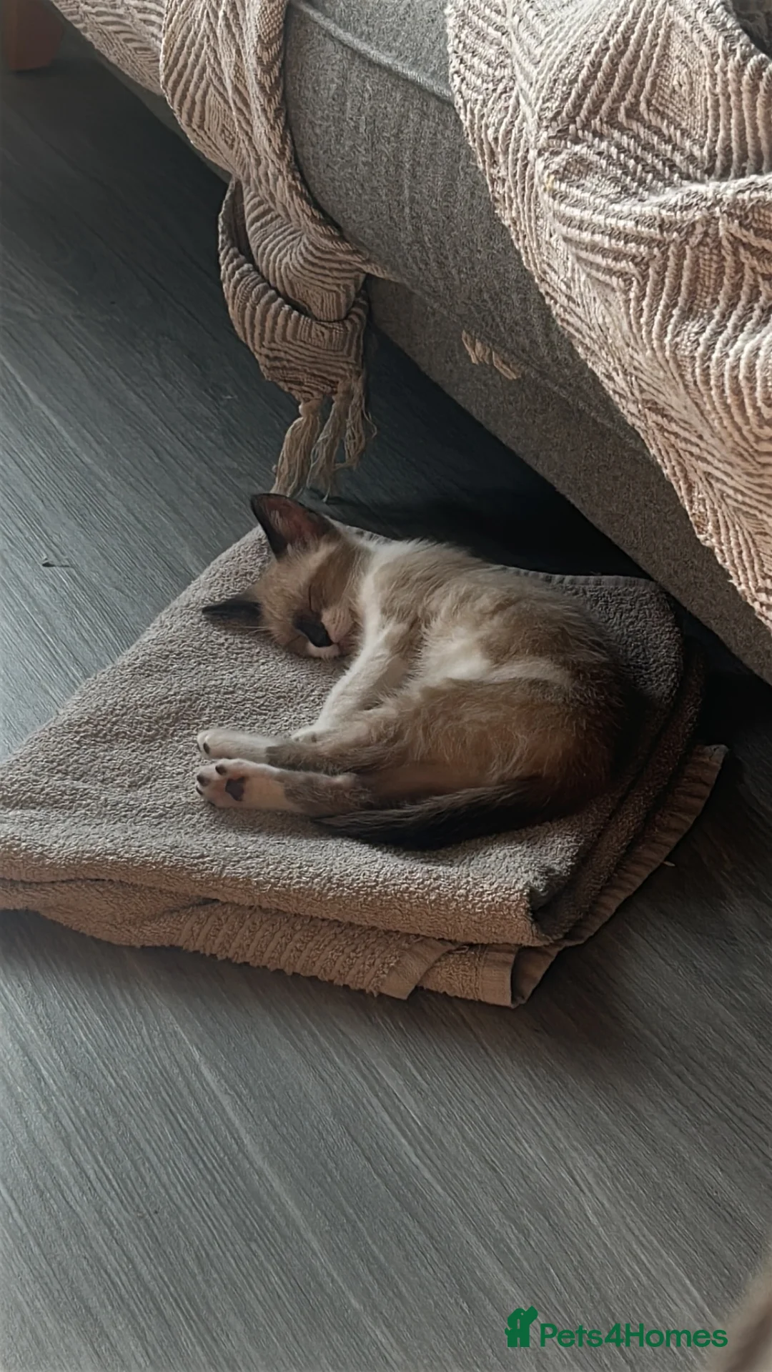 Mixed Breed cats for sale: Half Siamese kitten  - Advert 5