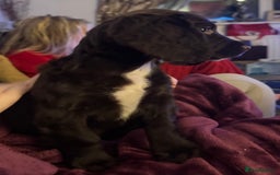 Sprocker dogs for sale: Sprocker Puppies - Image 14