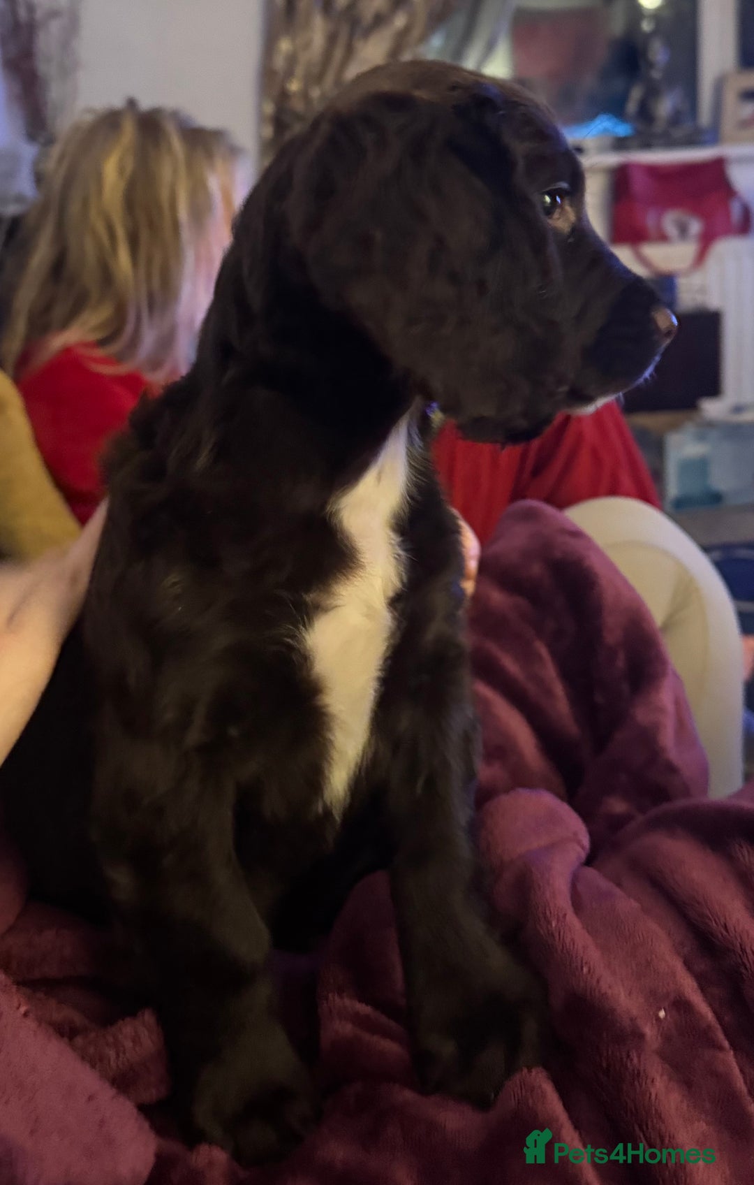 Sprocker dogs for sale: Sprocker Puppies - Image 14