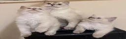 Ragdoll cats for sale: Ragdoll kittens with blue eyes ready for rehoming - Advert 4