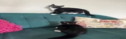 Domestic Shorthair cats for sale: Beautiful Kittens Ready for Their Forever Homes! - Advert 22