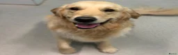 Golden Retriever dogs for sale: Stunning golden retriever puppies  - Advert 6