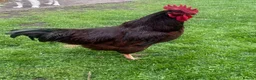 Chickens poultry for sale: 6 x Fertile Hatching Eggs Farmyard Mix large fowl in Bilston - Advert 1