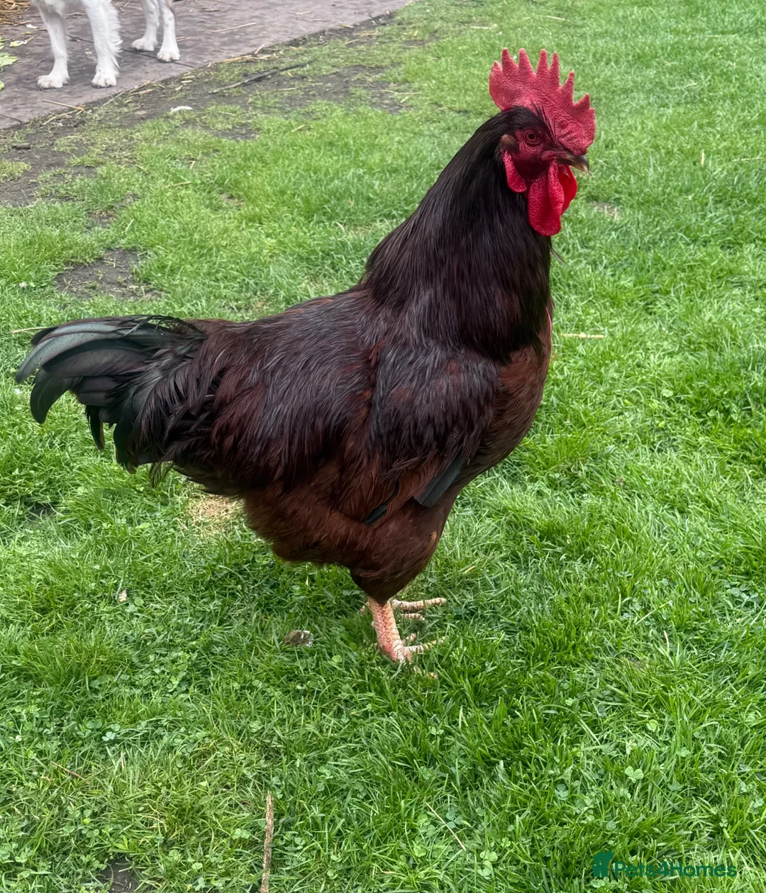 Chickens poultry for sale: 6 x Fertile Hatching Eggs Farmyard Mix large fowl in Bilston - Advert 1