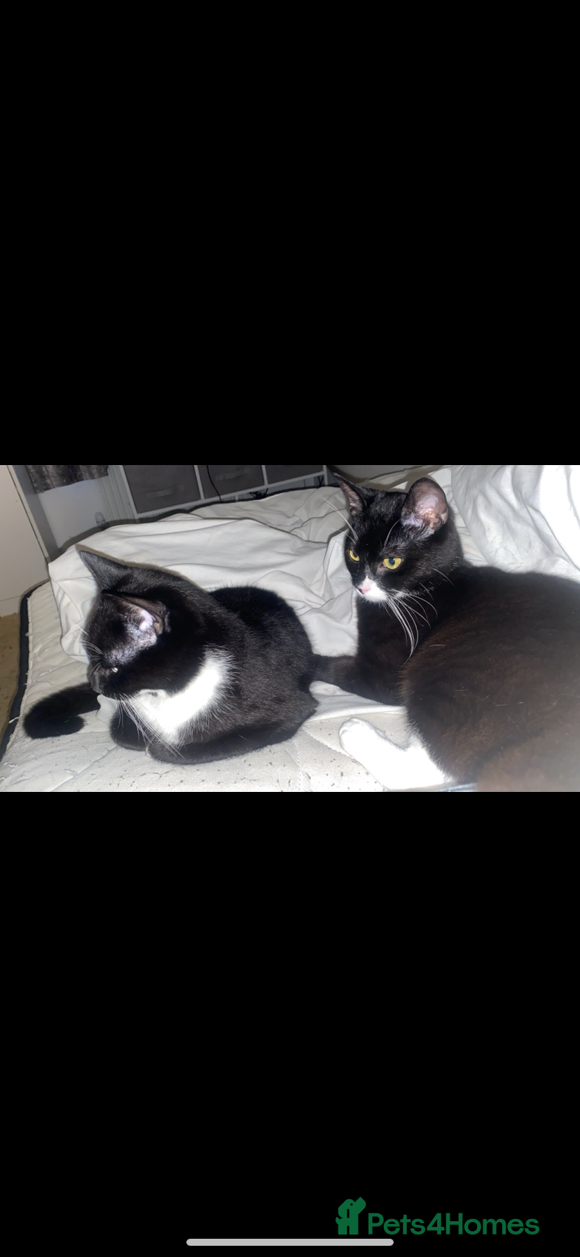 Mixed Breed cats 2 Male Cats for a new home!  - Advert 8
