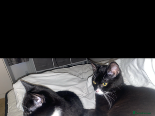 Mixed Breed cats 2 Male Cats for a new home! - Advert 1