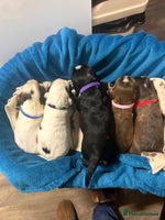 Cocker Spaniel dogs Cocker spaniel puppies for sale - Advert 3